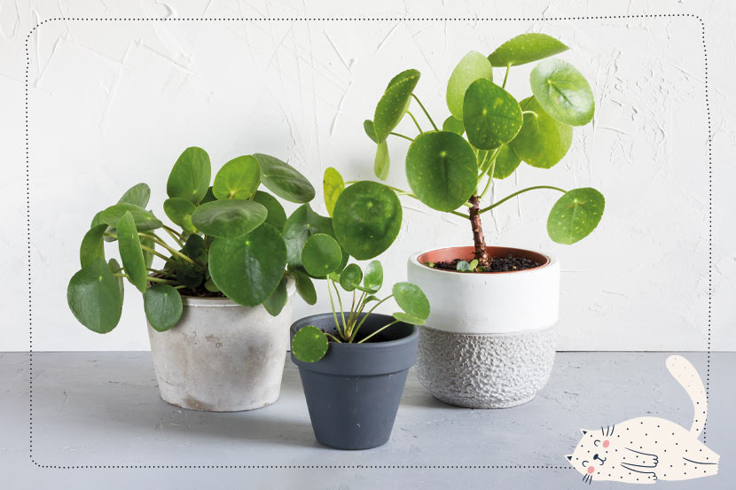 Pancake House Plant