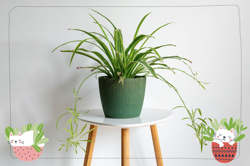 Spider House Plant