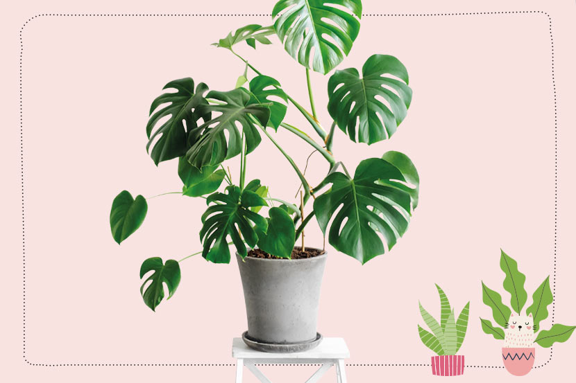 Swiss Cheese House Plant